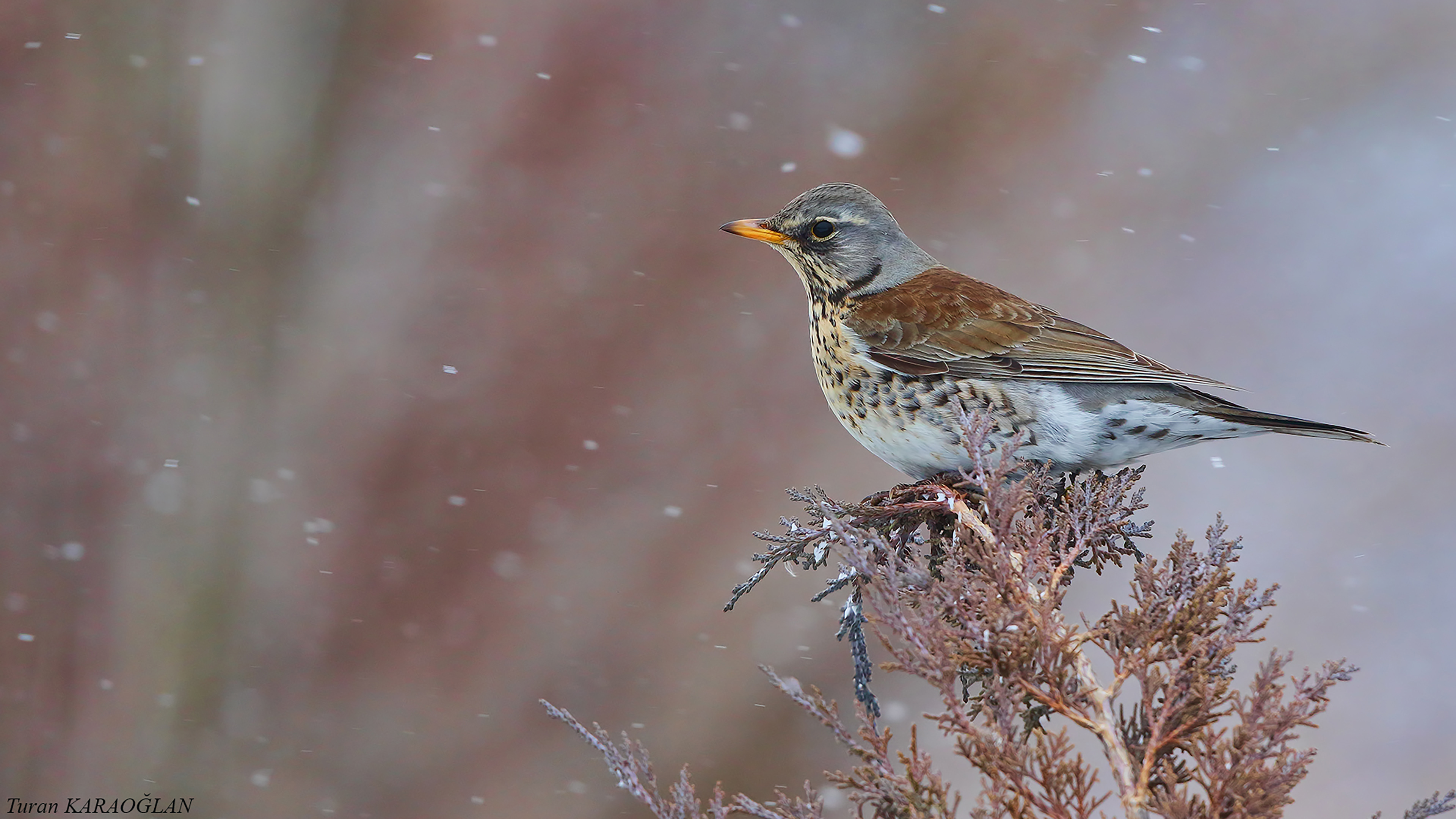 Fieldfare